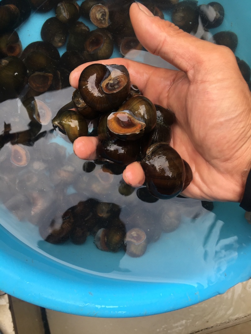 鑫隆农场批发零售中华圆田螺