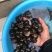 鑫隆农场批发零售中华圆田螺