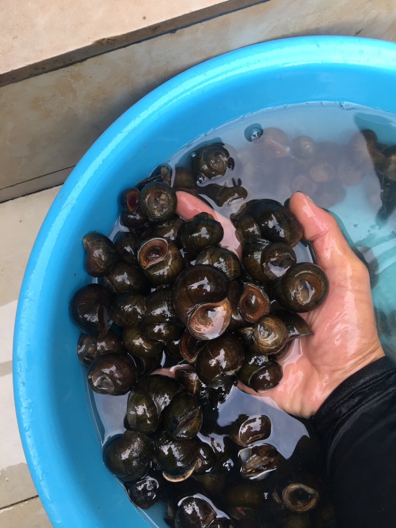 鑫隆农场批发零售中华圆田螺