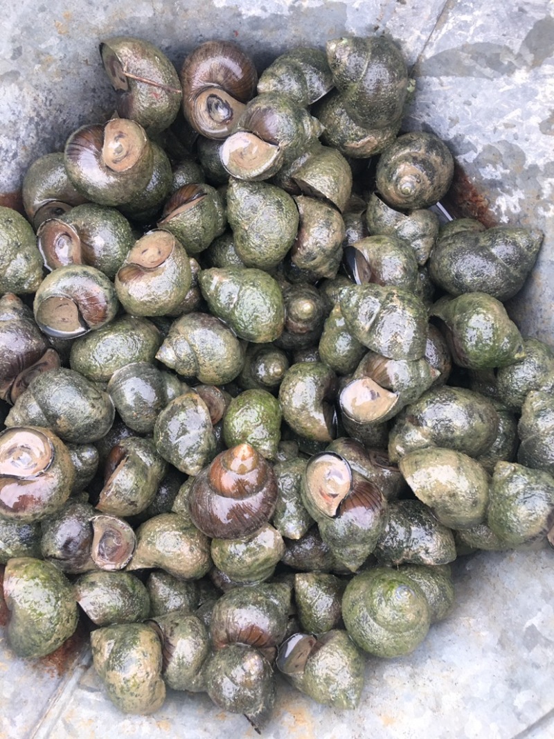 鑫隆农场批发零售中华圆田螺