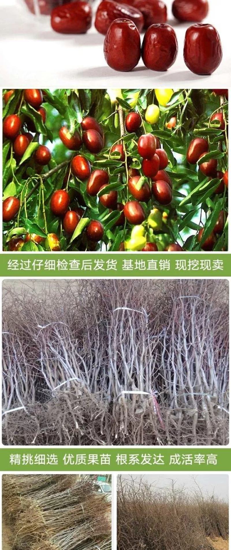 枣树苗嫁接苗沾化冬枣青枣南方北方地栽种植枣果树苗当年结果