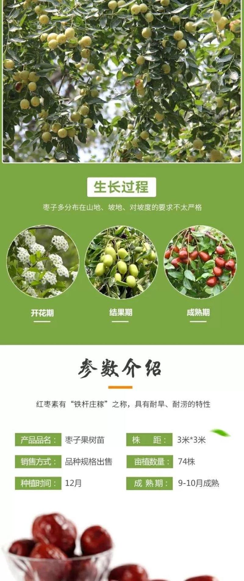 枣树苗嫁接苗沾化冬枣青枣南方北方地栽种植枣果树苗当年结果