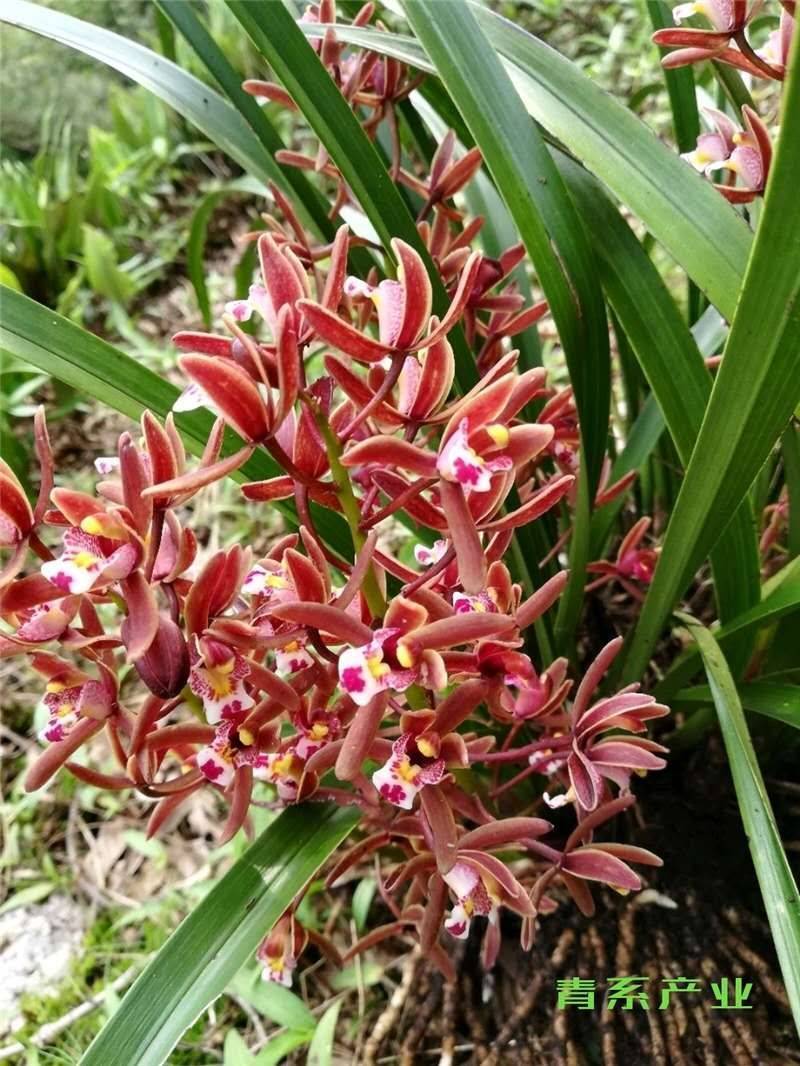 蜜蜂兰春兰蕙兰野生现采下山蜜蜂兰，成活率好