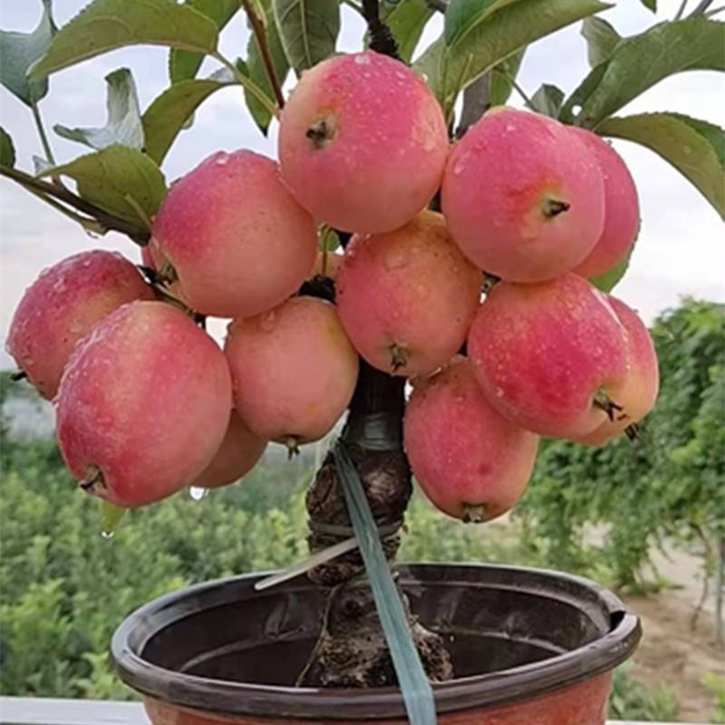 矮化苹果树苗盆栽果树苗红富士红肉苹果苗南北方种植当年结果