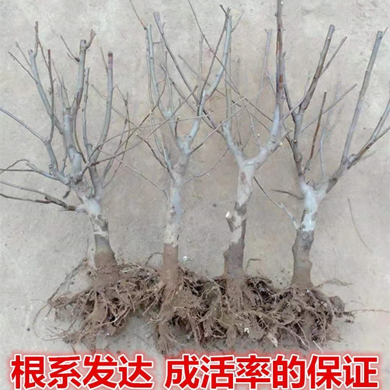 矮化苹果树苗盆栽果树苗红富士红肉苹果苗南北方种植当年结果