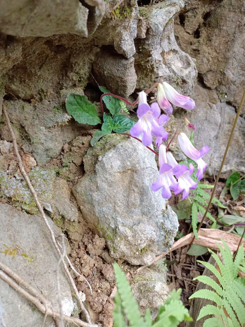 天然岩白菜生长石头上