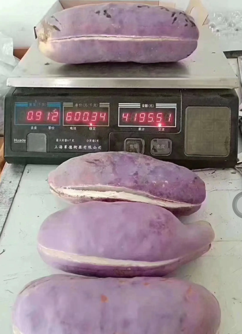 [精品]八月瓜苗正品苗南北方种植盆栽地栽包邮