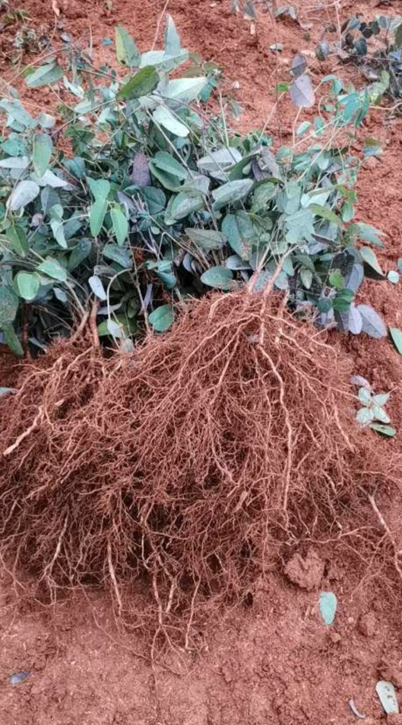 [精品]八月瓜苗正品苗南北方种植盆栽地栽包邮
