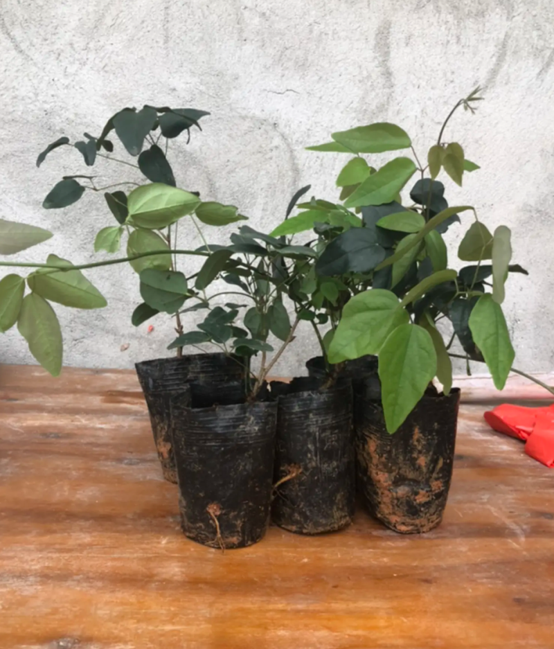[精品]八月瓜苗正品苗南北方种植盆栽地栽包邮