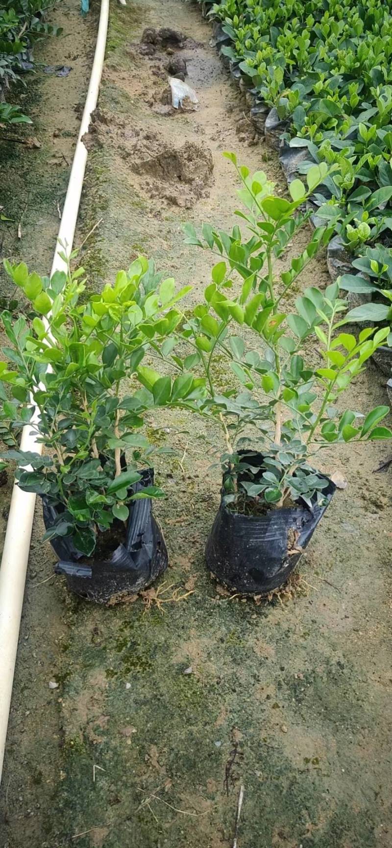 九里香袋苗园林绿化工程基地直供