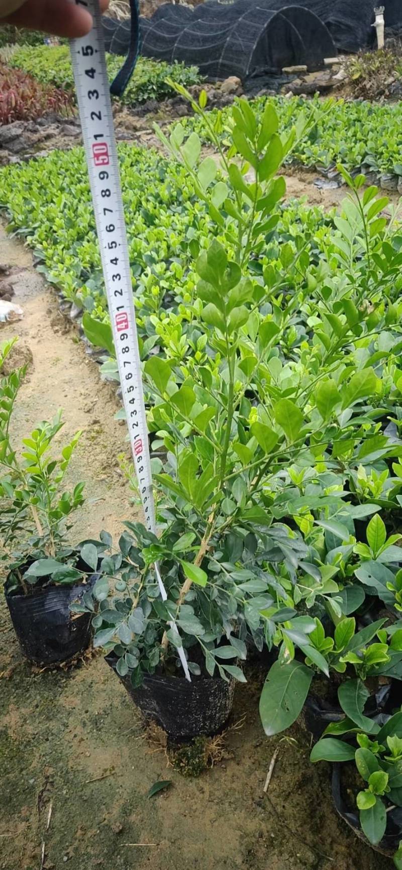 九里香袋苗园林绿化工程基地直供