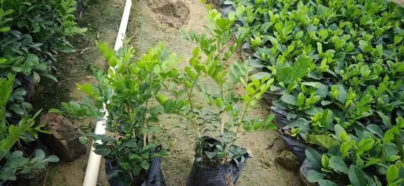 九里香袋苗园林绿化工程基地直供