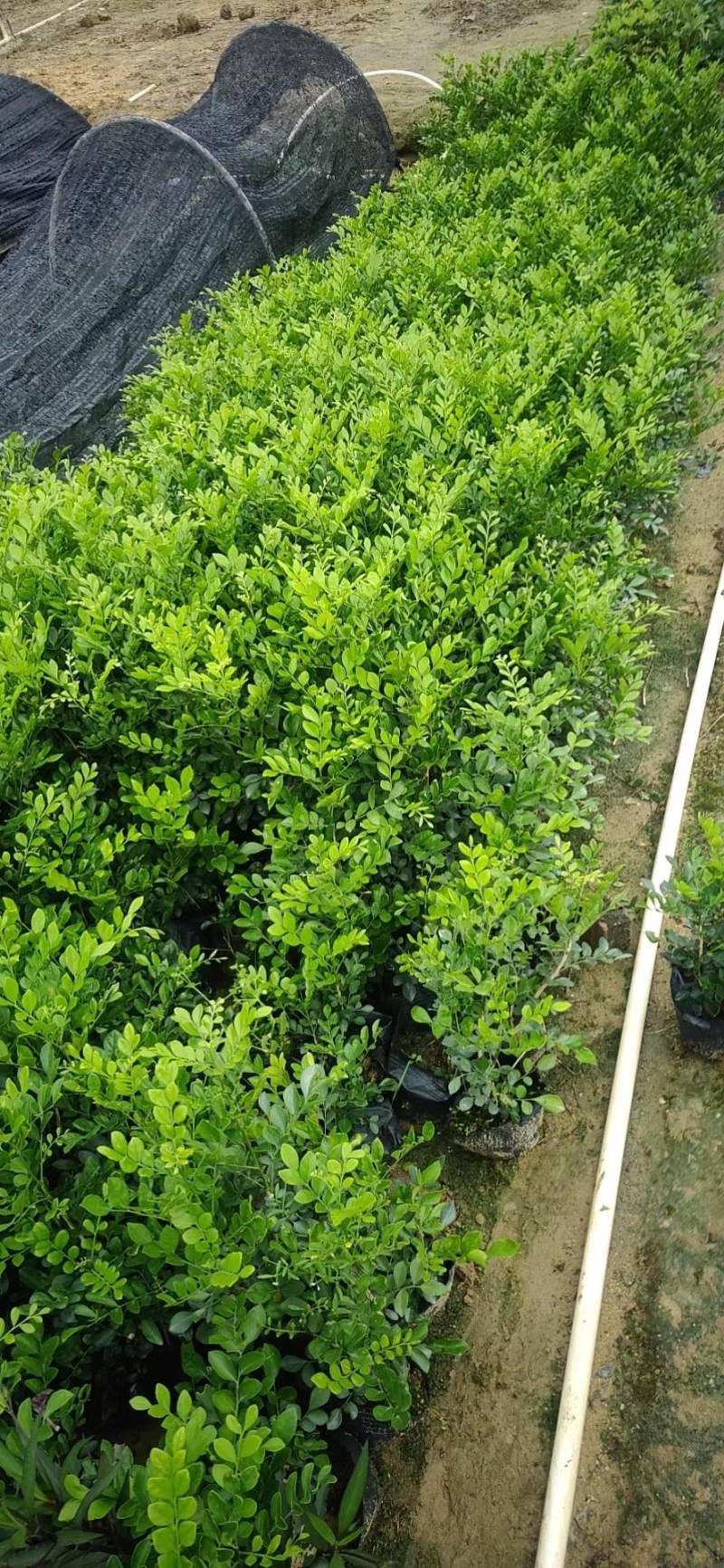 九里香袋苗园林绿化工程基地直供