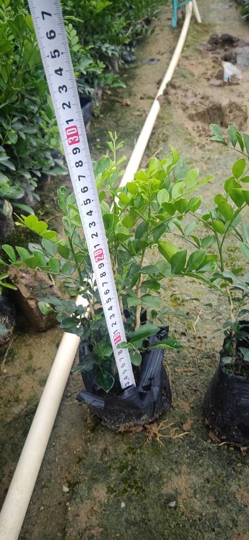 九里香袋苗园林绿化工程基地直供