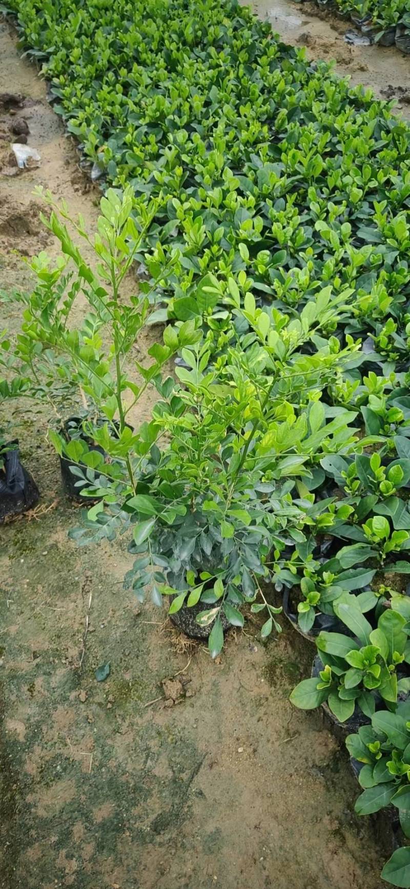 九里香袋苗园林绿化工程基地直供