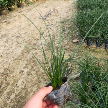 葱兰风雨兰袋苗园林绿化工程基地直供
