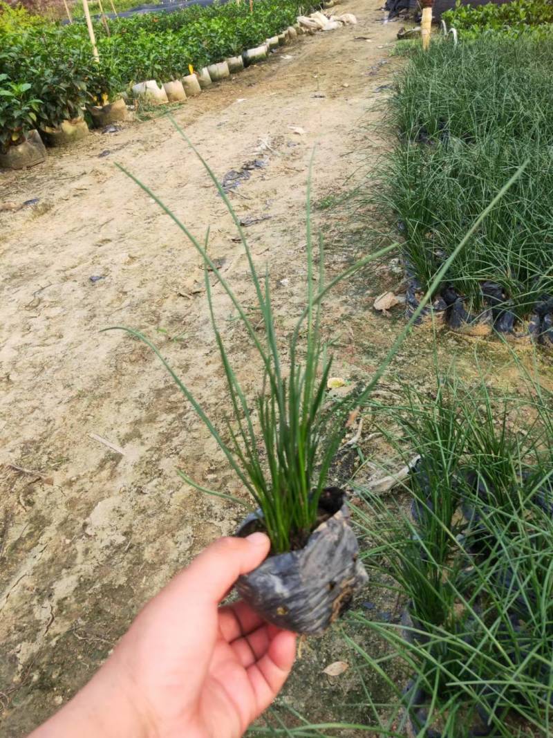葱兰风雨兰袋苗园林绿化工程基地直供