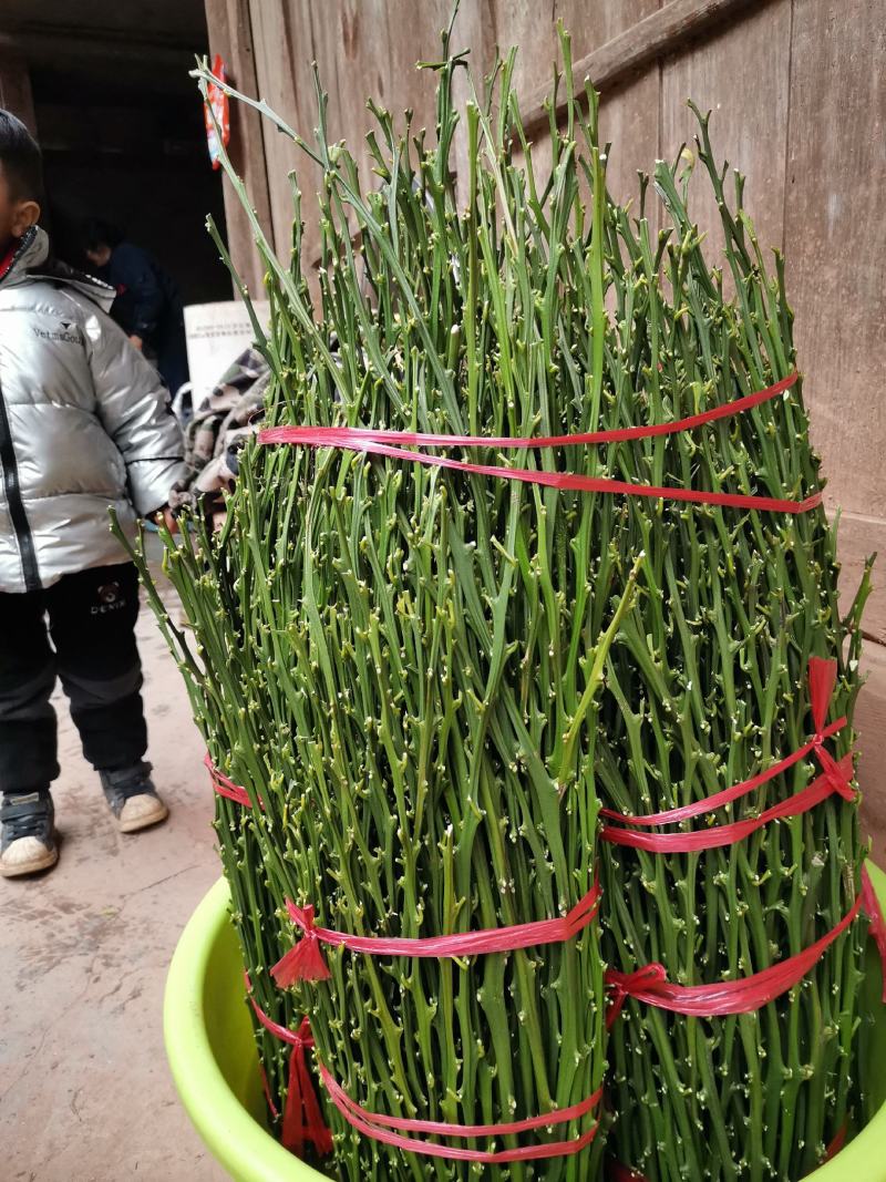 黄金贡柚枝条，可先买样品果后买枝条，提供管理技术