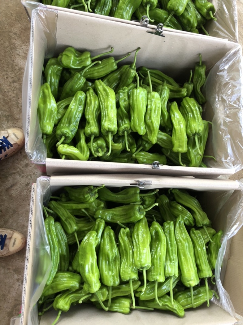 泡椒..苏椒.新优.13...