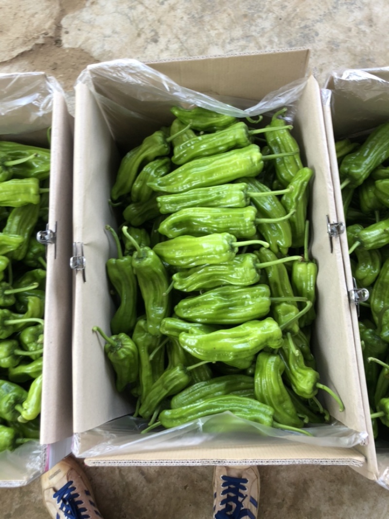 泡椒..苏椒.新优.13...