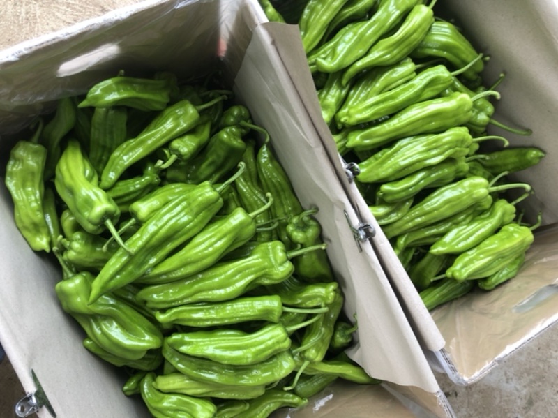泡椒..合作愉快……