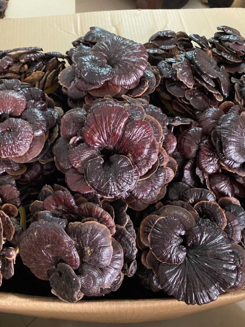 野生竹灵芝，柬埔寨一手货源，现货供应，长期有货包邮