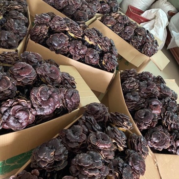 野生竹灵芝，柬埔寨一手货源，现货供应，长期有货包邮