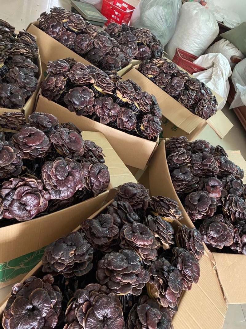 野生竹灵芝，柬埔寨一手货源，现货供应，长期有货包邮