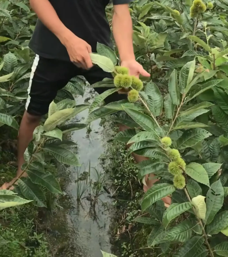 [精品]板栗苗大红袍板栗苗双季结果果肉香甜包邮