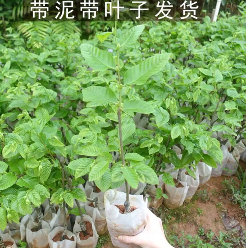 [精品]板栗苗大红袍板栗苗双季结果果肉香甜包邮
