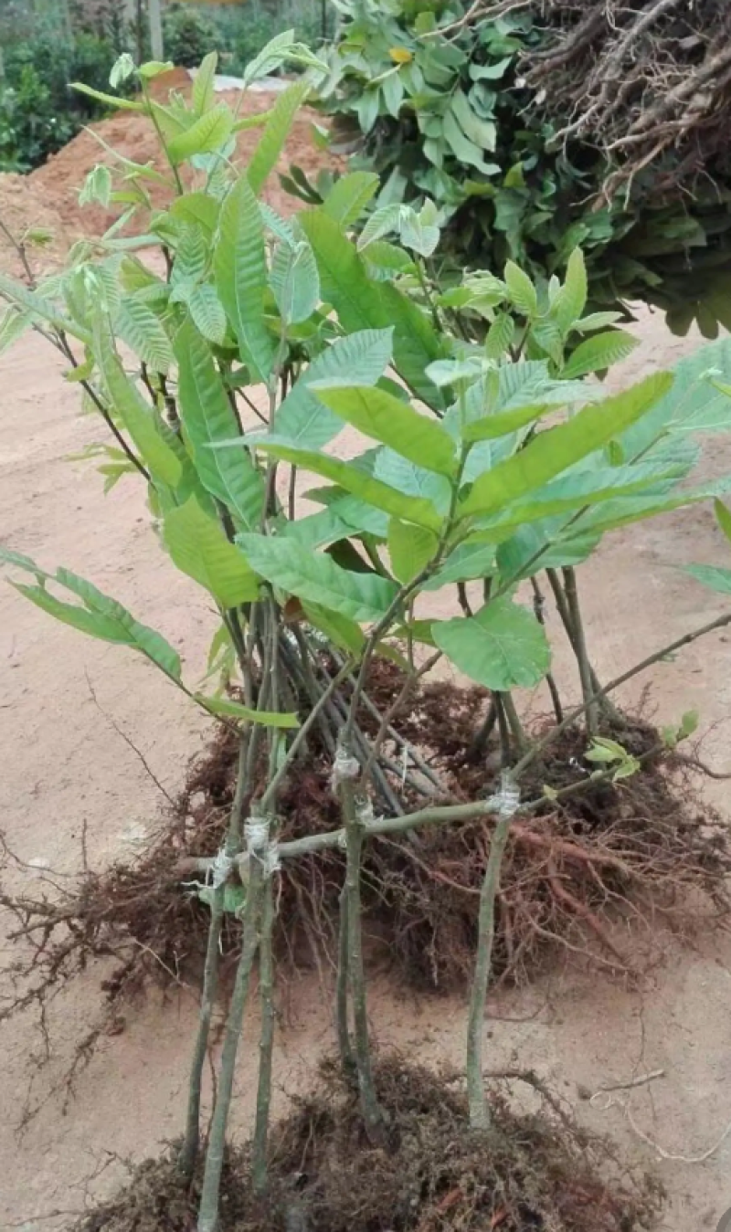 [精品]板栗苗大红袍板栗苗双季结果果肉香甜包邮