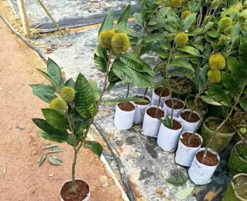 [精品]板栗苗大红袍板栗苗双季结果果肉香甜包邮