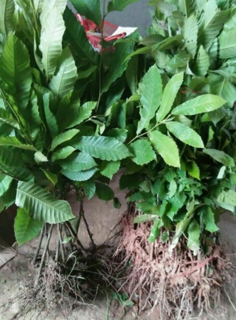 [精品]板栗苗大红袍板栗苗双季结果果肉香甜包邮