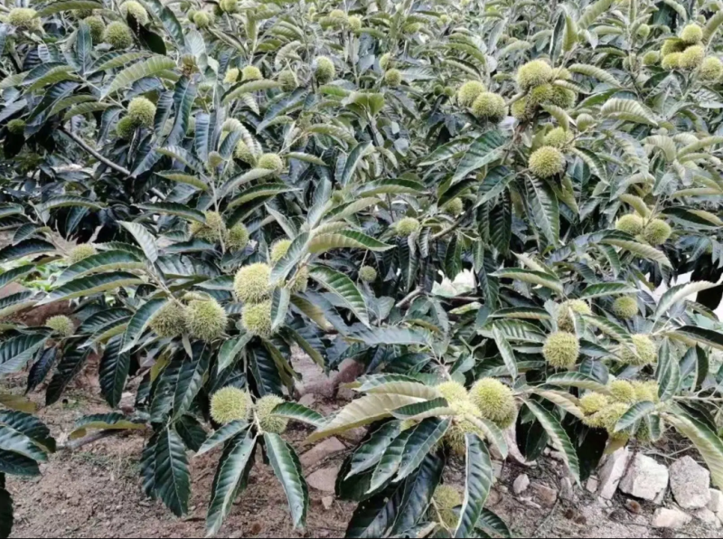 [精品]板栗苗大红袍板栗苗双季结果果肉香甜包邮