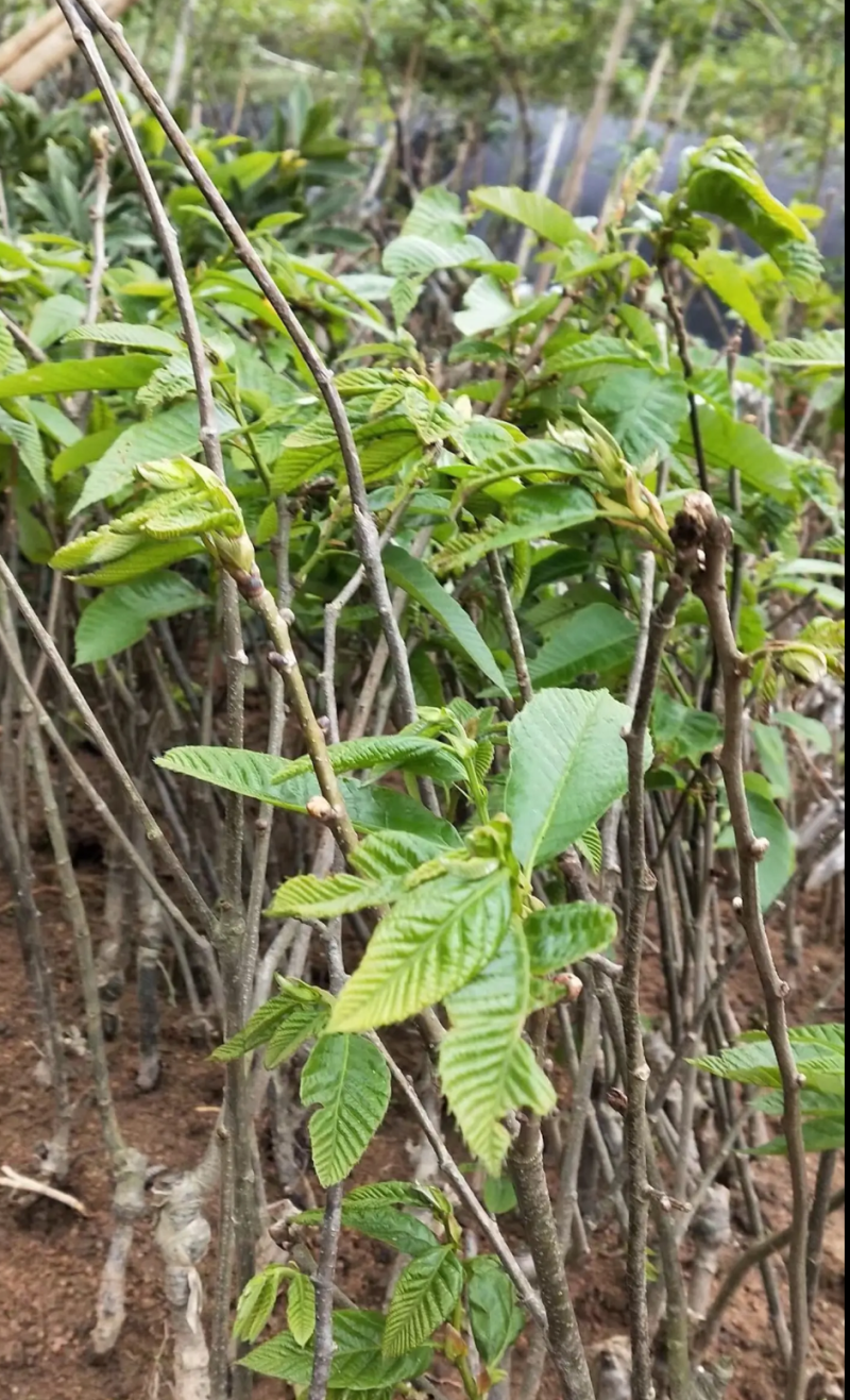 [精品]板栗苗大红袍板栗苗双季结果果肉香甜包邮
