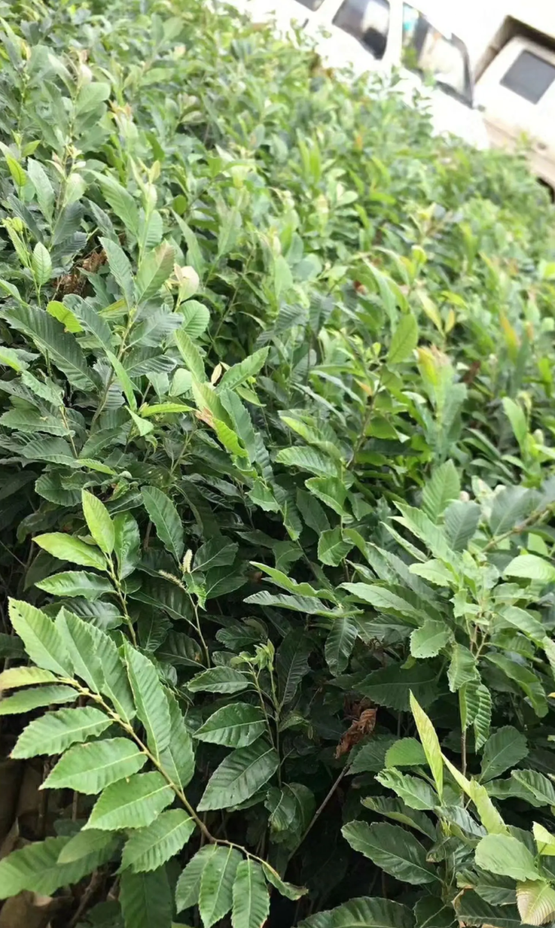 [精品]板栗苗大红袍板栗苗双季结果果肉香甜包邮