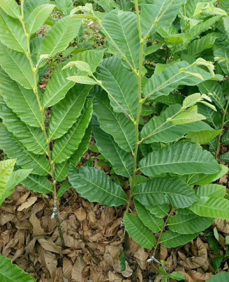 [精品]板栗苗大红袍板栗苗双季结果果肉香甜包邮