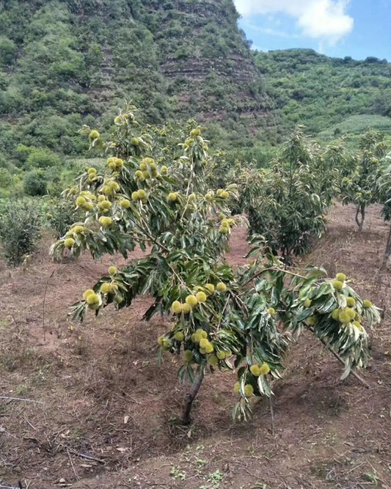 [精品]板栗苗大红袍板栗苗双季结果果肉香甜包邮