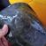 龟鳖类，大湖生态老甲鱼，冷水中华黑花甲鱼