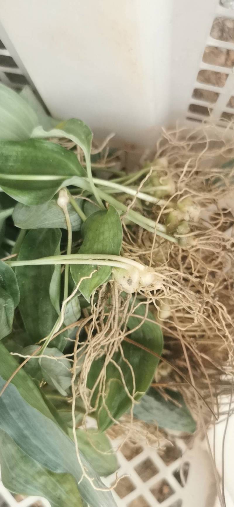 高丽贡山八号黄精籽育苗