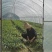 高丽贡山八号黄精籽育苗