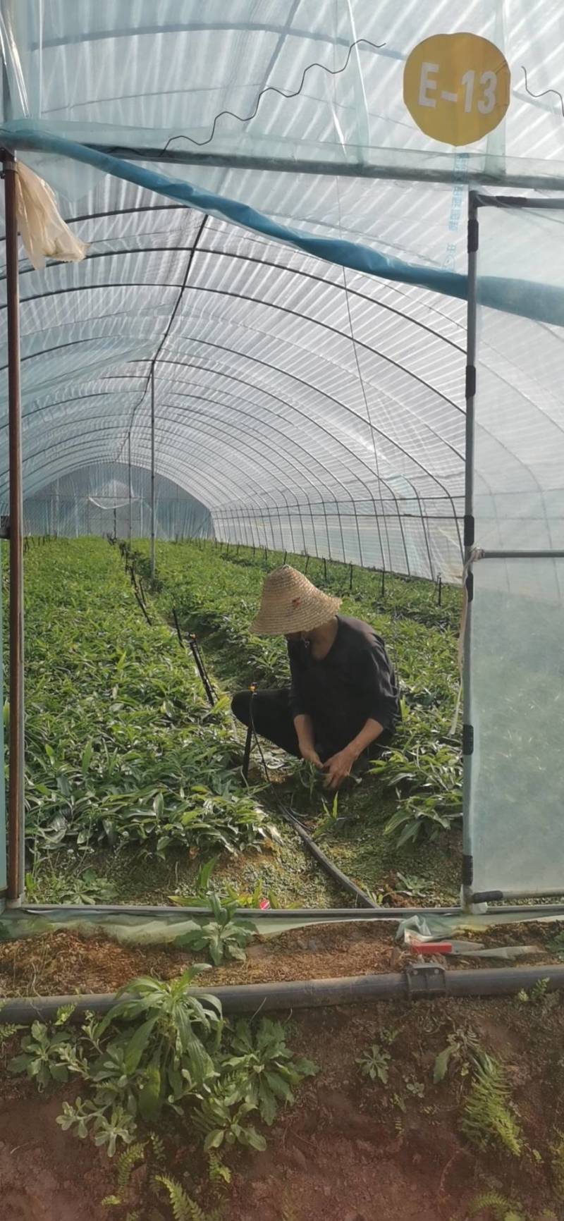 高丽贡山八号黄精籽育苗