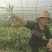 高丽贡山八号黄精籽育苗
