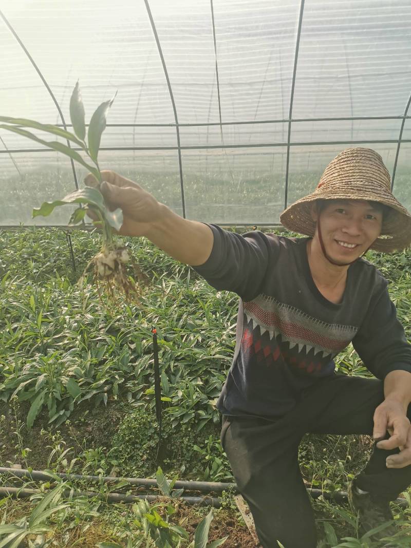 高丽贡山八号黄精籽育苗