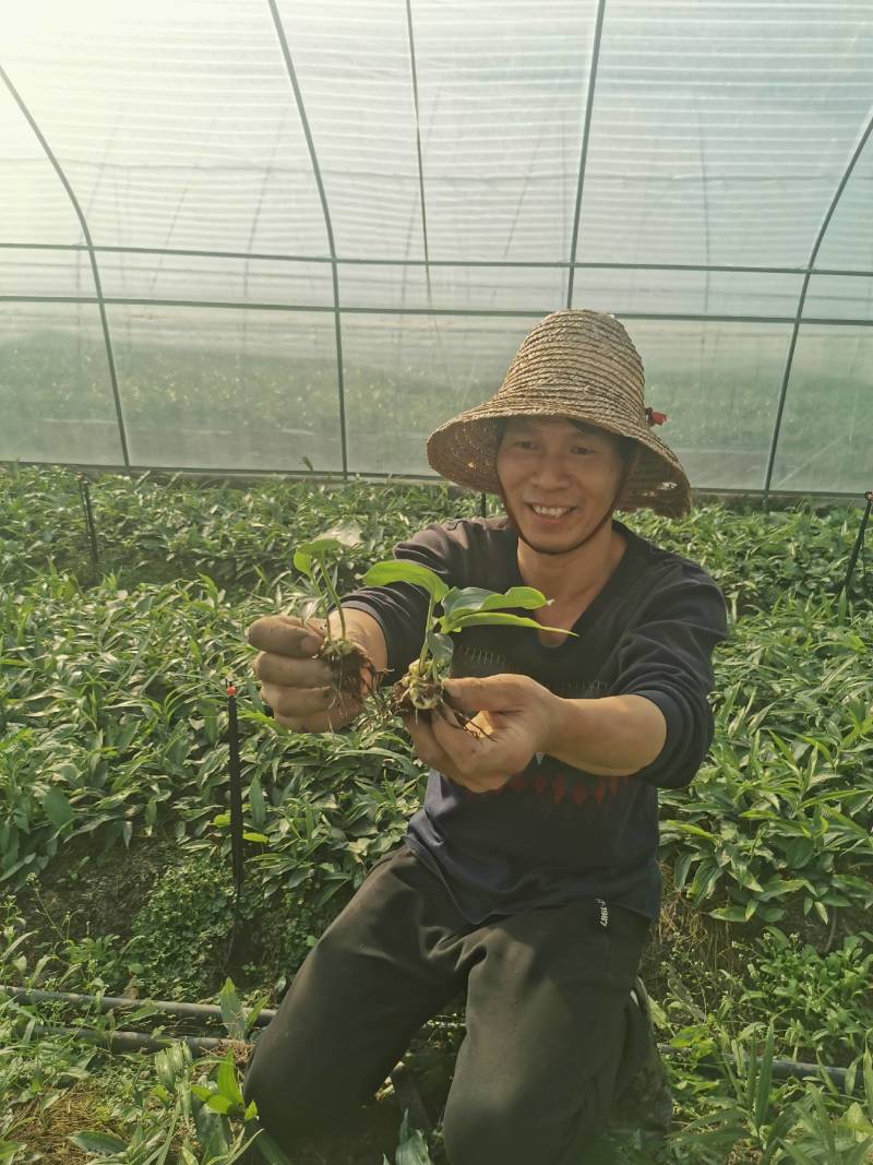 高丽贡山八号黄精籽育苗