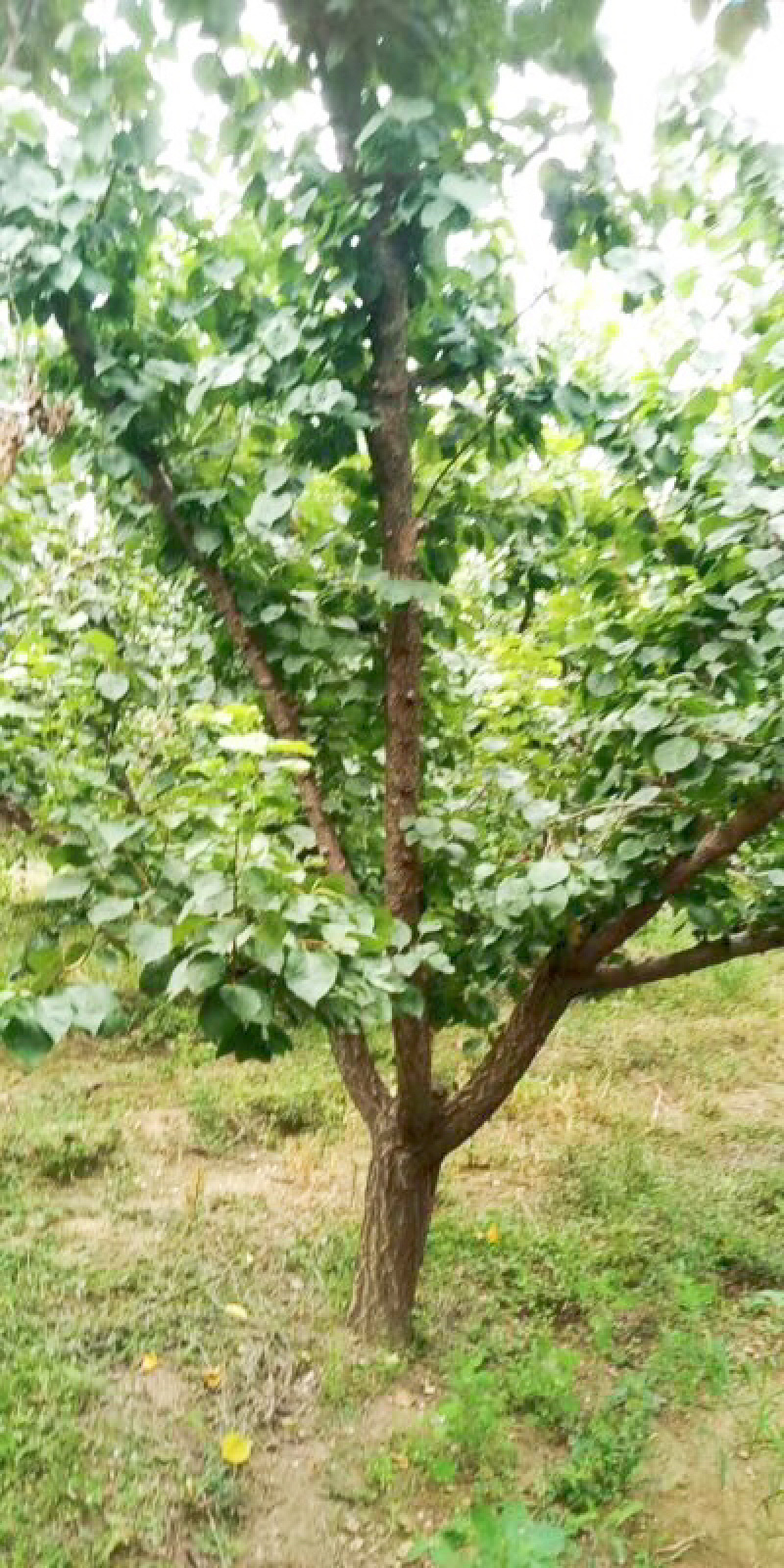 供应10-15公分杏树桩，嫁接红梅的杏树桩批发