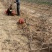 5-7公分阳丰柿子树，脆甜柿子树，甜柿子树基地