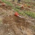 5-7公分阳丰柿子树，脆甜柿子树，甜柿子树基地