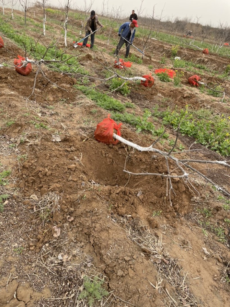5-7公分阳丰柿子树，脆甜柿子树，甜柿子树基地