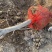 5-7公分阳丰柿子树，脆甜柿子树，甜柿子树基地